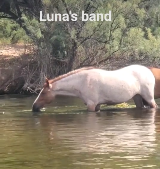 Help us keep the wild in the west!