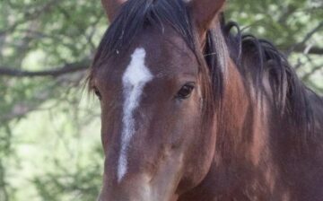 ✨️Salt River Star Stallion : Cilantro.