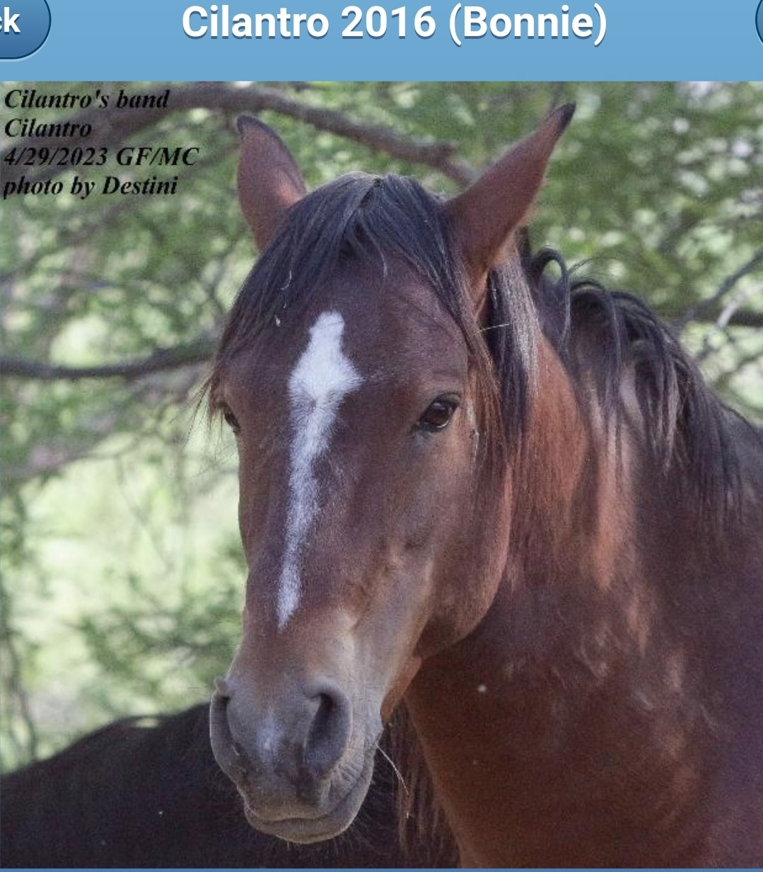 ✨️Salt River Star Stallion : Cilantro.