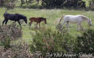 Alpine wild horses get a new home after the Apache Sitgreaves Forest Service evicted them.