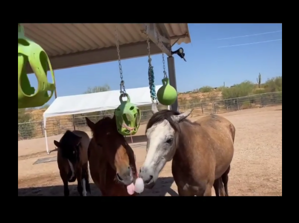 These are fun enrichments for our rescues to get through the hot summer.