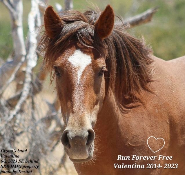 Run forever free sweet Valentina! 💔