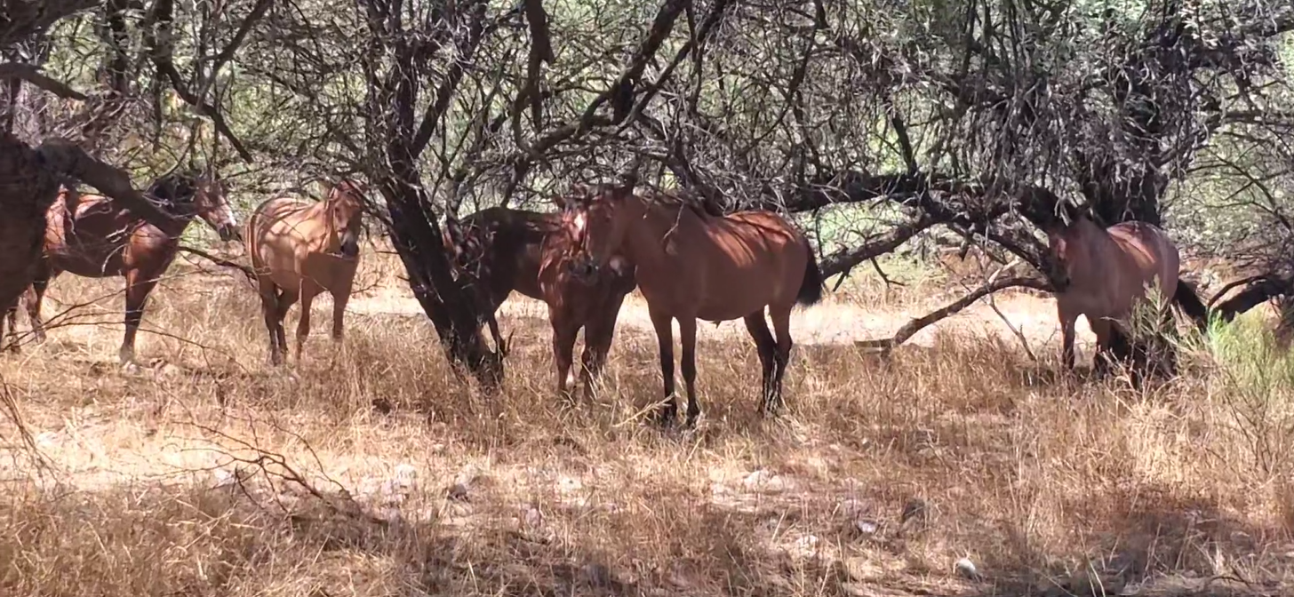 Finding Splendor’s band resting under the trees!