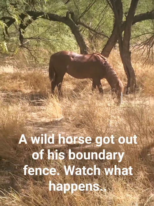 When a wild horse gets out of the Salt River horse boundary, he is not safe.