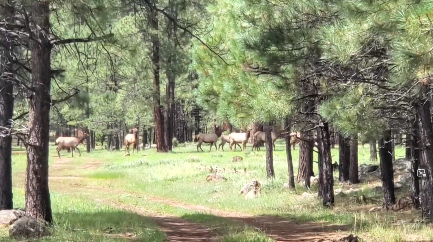 Are there any wild horses left in the Apache Forest? Simone is there to investigate.