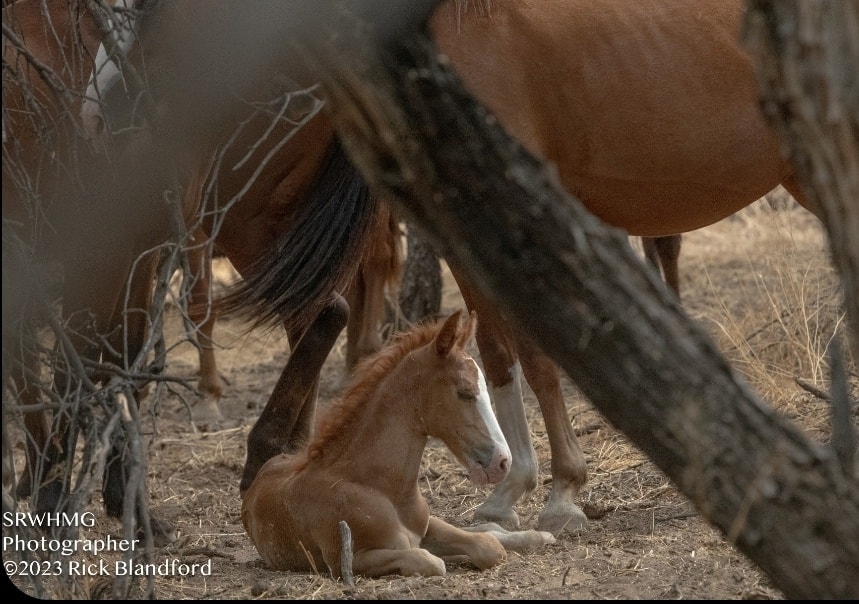 Please keep the Salt River wild horses in your thoughts and prayers, as we hope for a dismissal of the case against them.