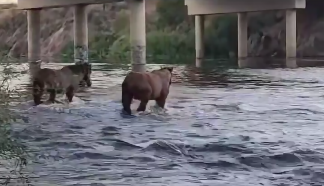 Two dogs attack a wild stallion.