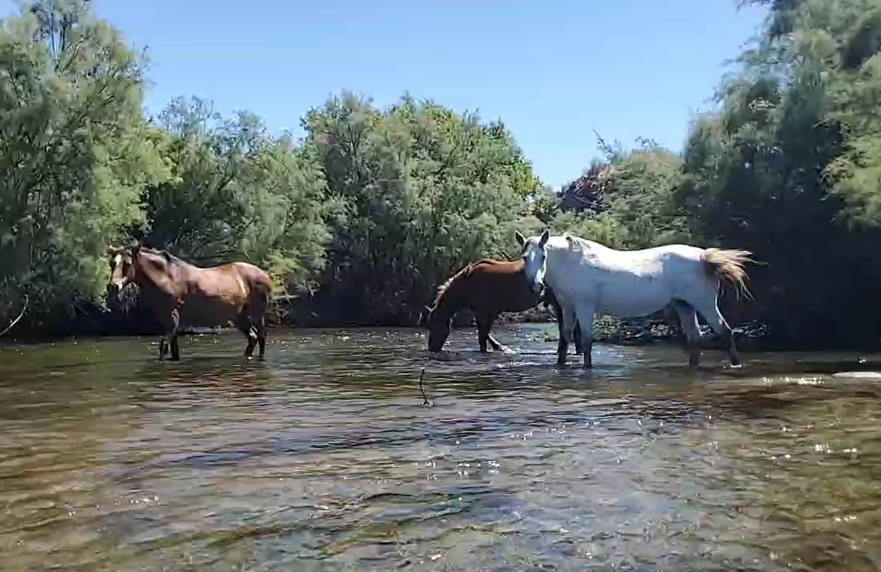 Live on the Salt River!! Peace and tranquility.
