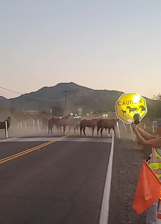 🚘🙏 Please give wild horses a “Brake”! 🛣