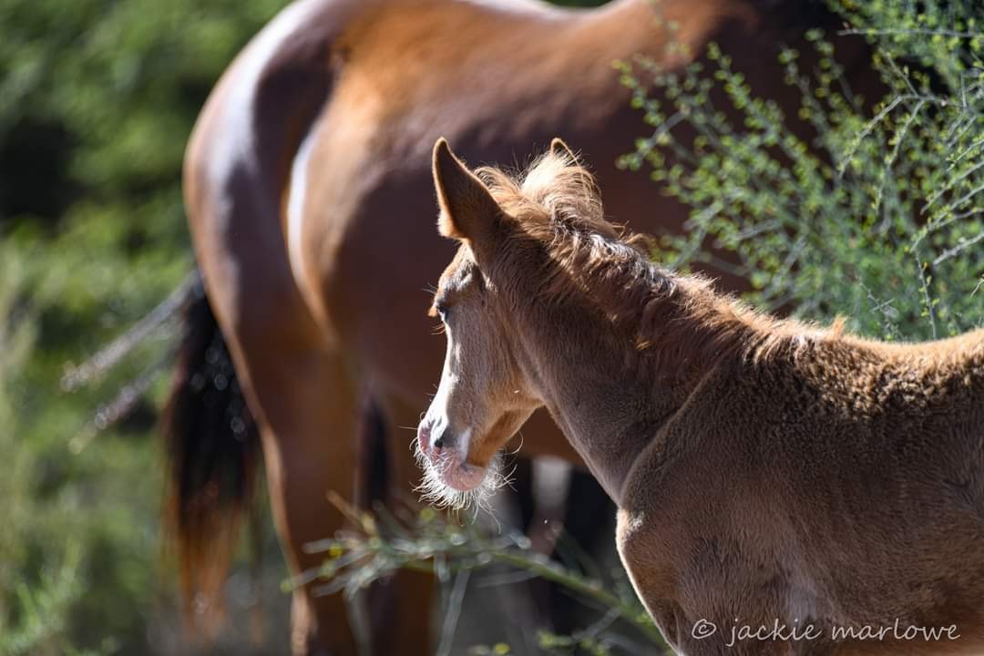 fall newest baby horse 2