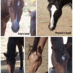 help nirana mustang sanctuary