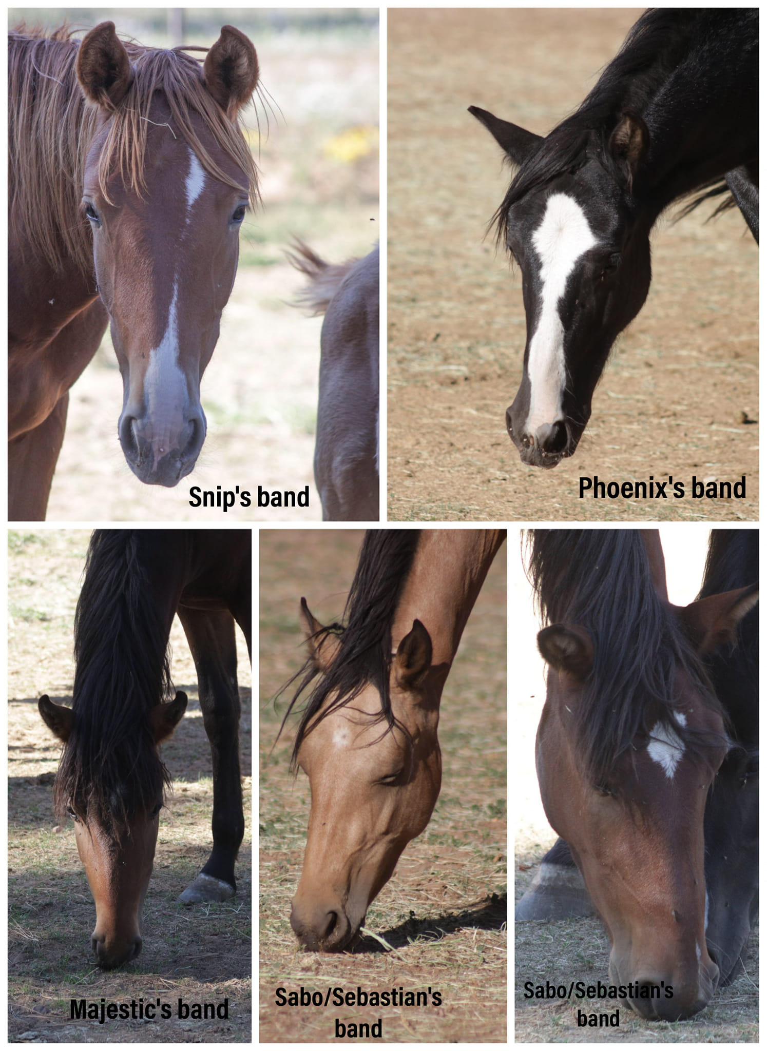 Help these girls with sponsorships for Nirvana Sanctuary!