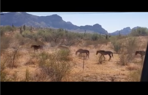Keeping The Wild In The West!