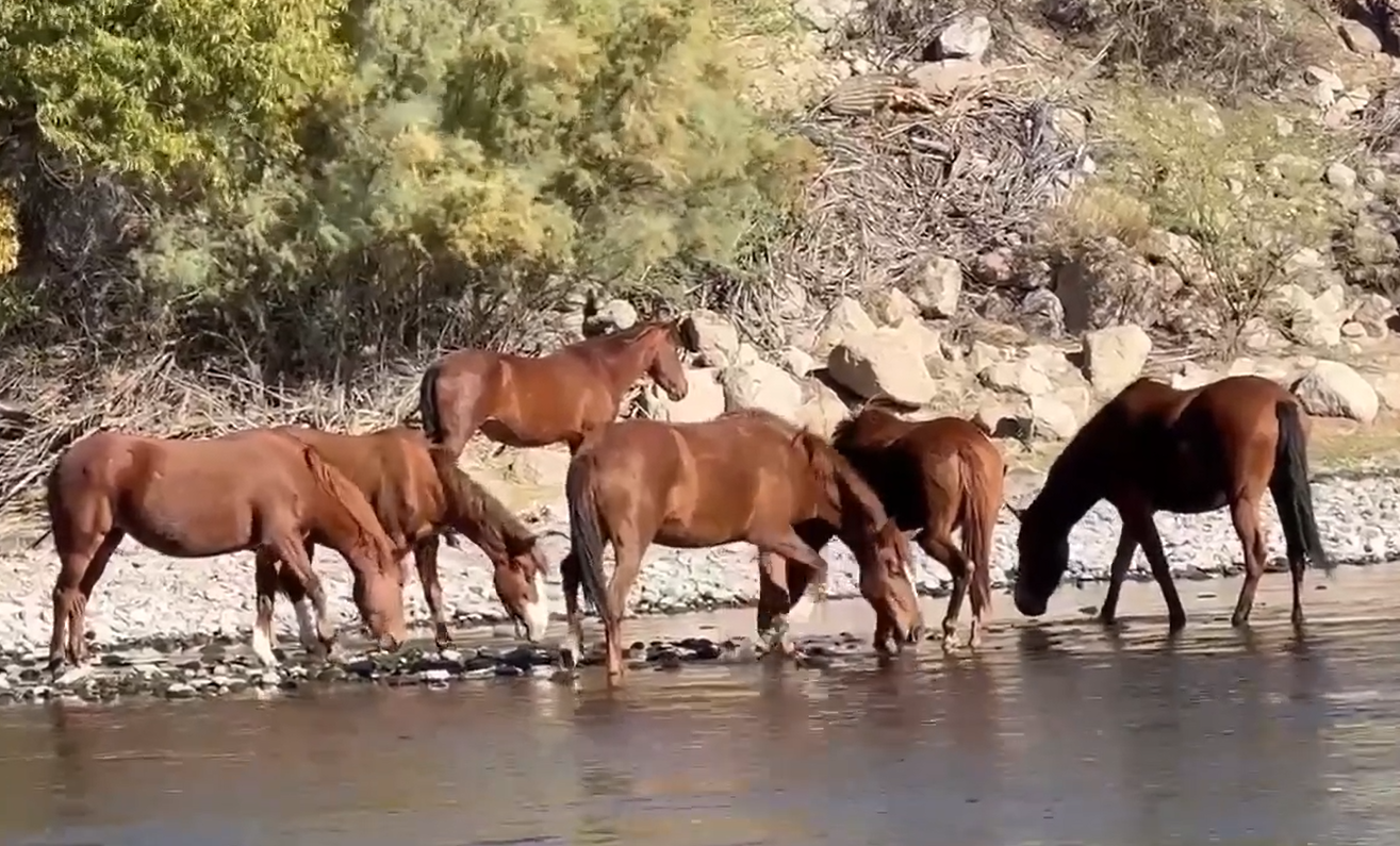 Cori’s band, with moma Acacia second from the left and lead stallion Cilantro watchful on the bank.