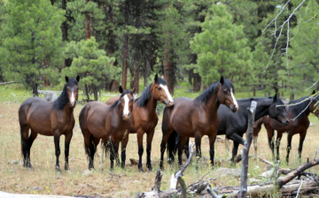 Courthouse News: Salt River Horse Lawsuit