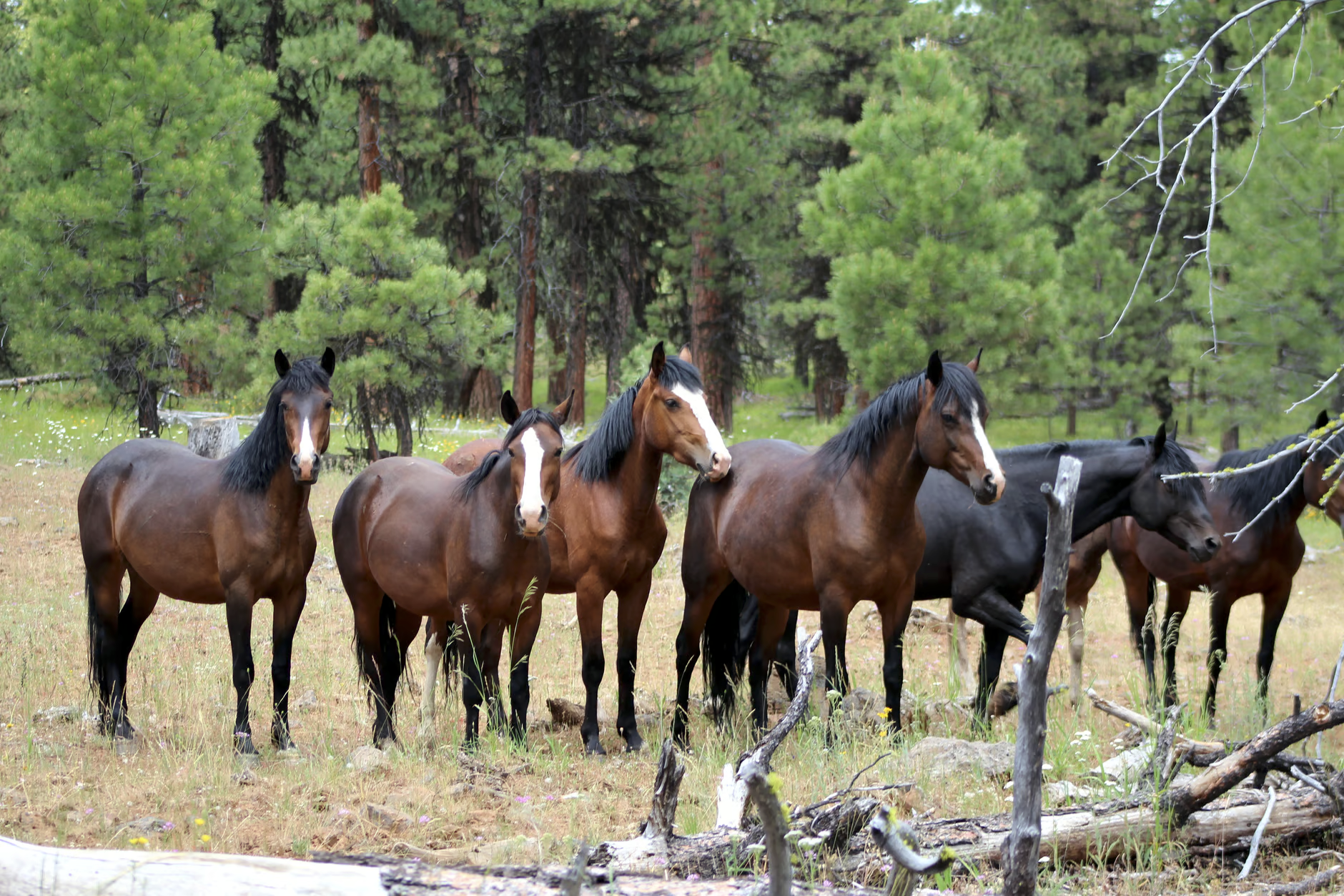 Courthouse News: Salt River Horse Lawsuit