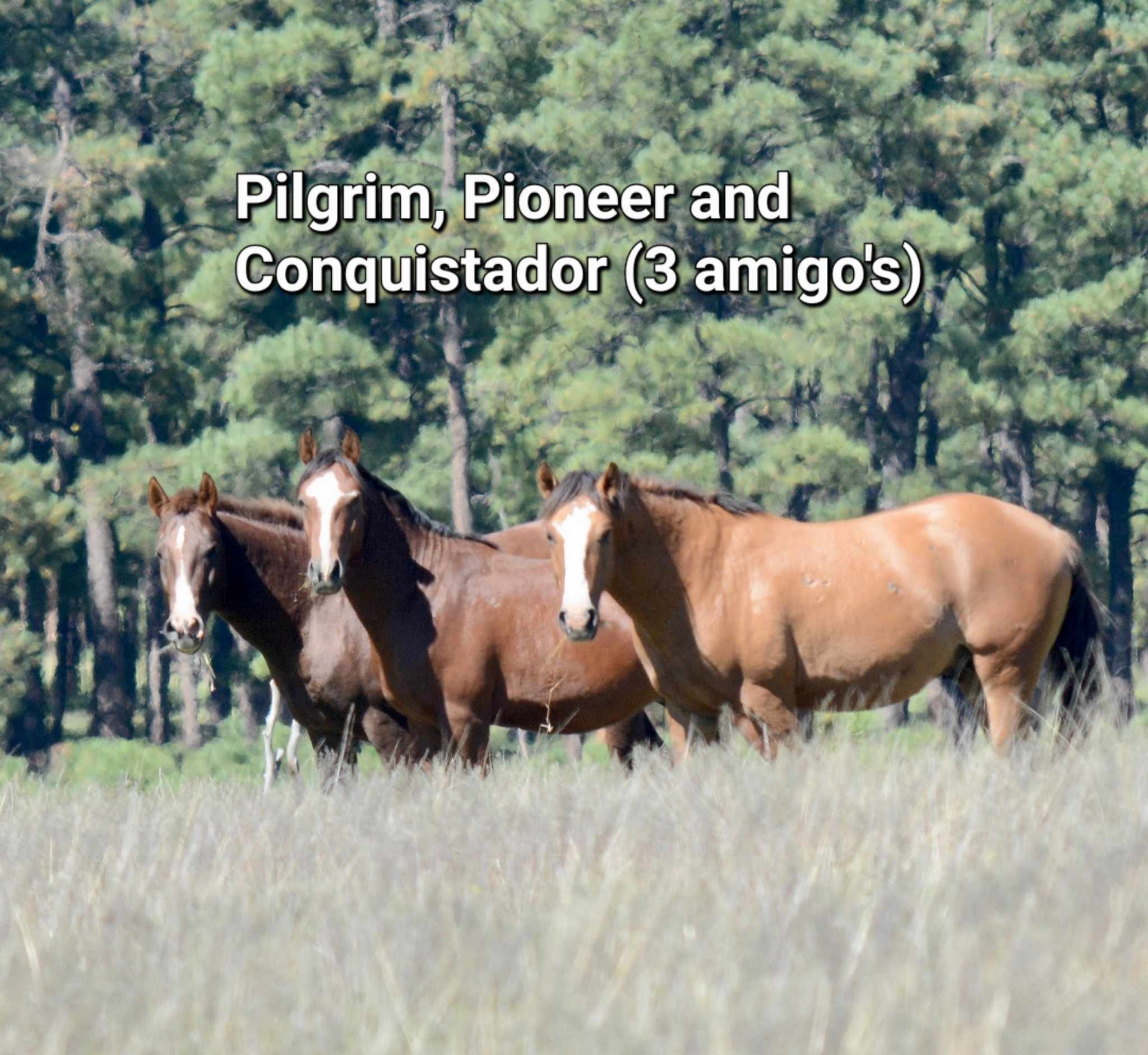All 45 Apache Horses SAFE!!
