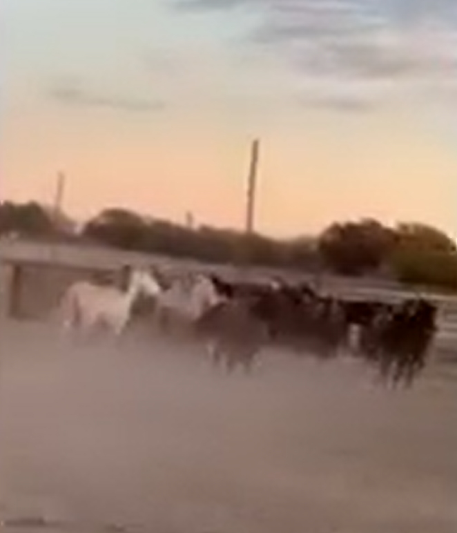 Our Alpine mares and babies safely arrive at the quarantine arena!