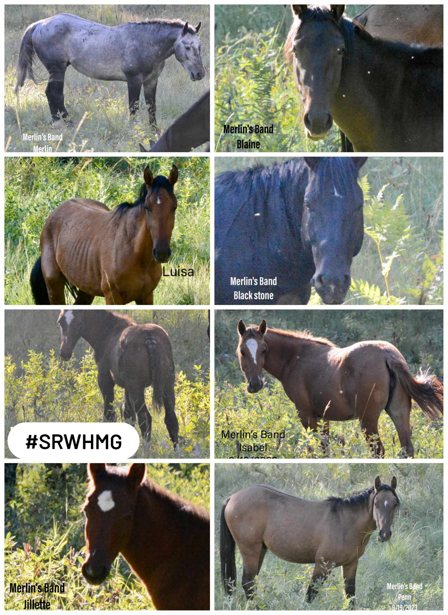 Meet Merlin’s band! Bowie Auction rescued Alpine’s!
