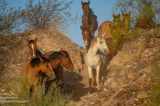Meanwhile on the Salt River, these horses don’t know evil.