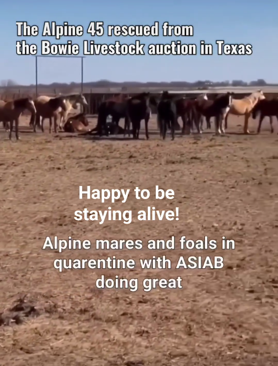 All 45 horses saved at the Bowie livestock auction are doing great!