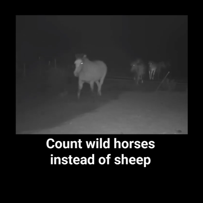 Counting horses, not sheep!