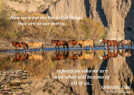 Thank you for your support for wild horses in 2023!