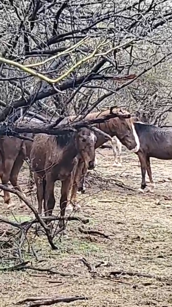 We were live streaming to show what wild horses do in the rain, and then…