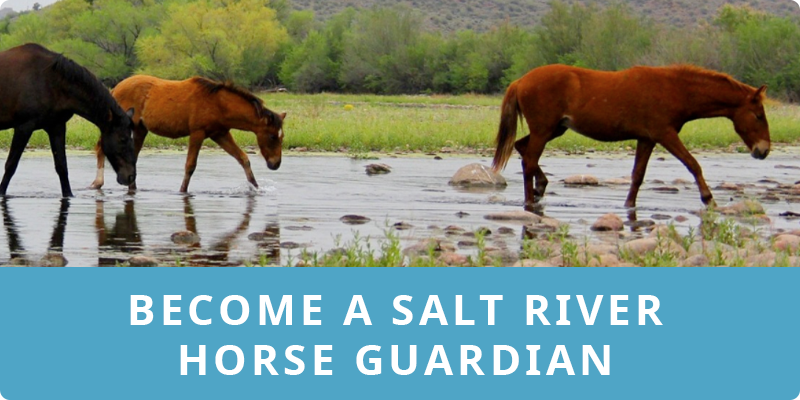Become a Salt River Wild Horse Guardian