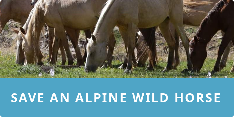Save an Alpine Wild Horse
