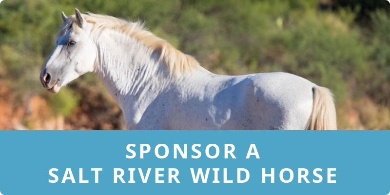Sponsor a Salt River Wild Horse