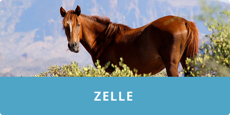Donate with Zelle