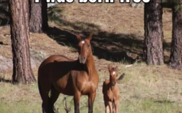 6 More Alpine Horses Saved!