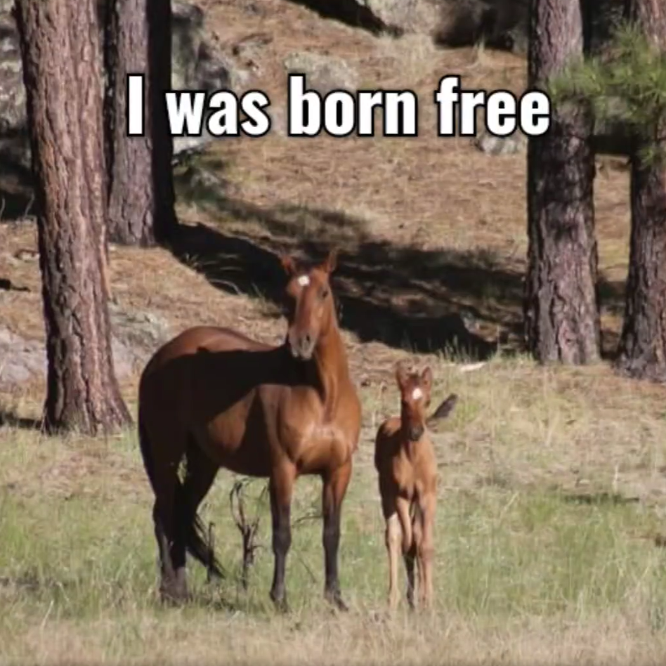 6 More Alpine Horses Saved!