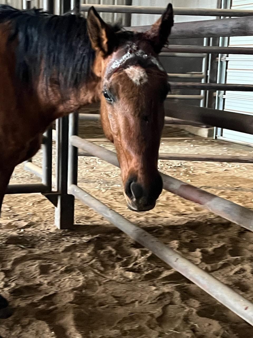Wonderful update on Eleonore’s surgery!
