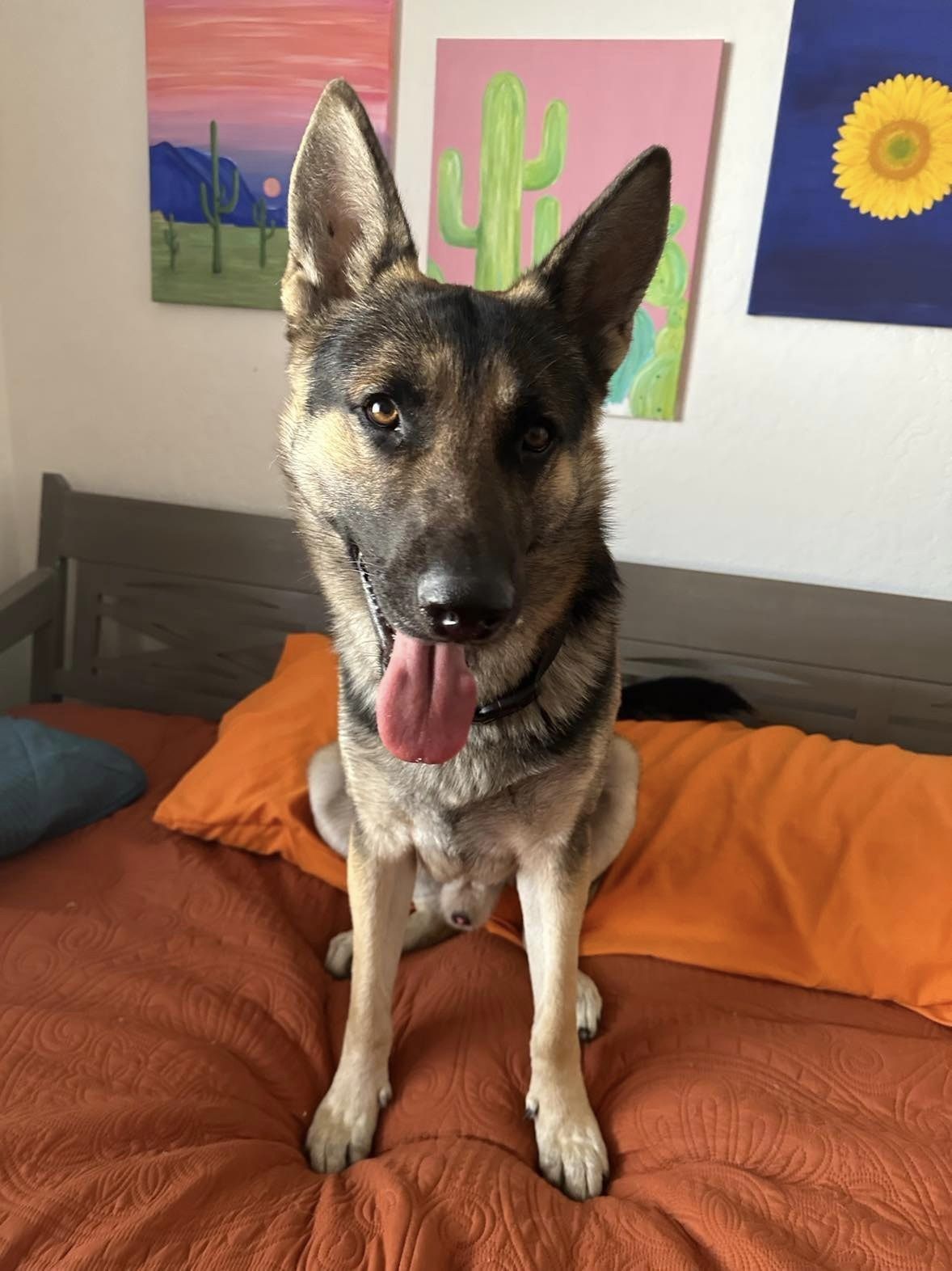 Help find a home! German Shepherd found in Phon D area
