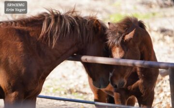 LOYALTY 💕🐴