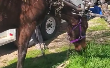Update on the abandoned horse we rescued off of Bush Hwy last week.