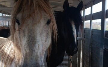 Alpine stallions Phoenix and Blizzard run wild and free in The Wild Horse Refuge!