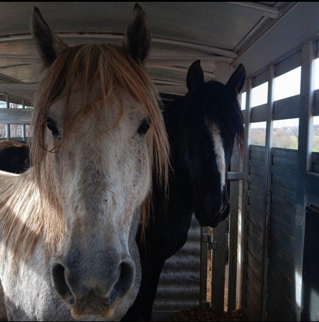 Alpine stallions Phoenix and Blizzard run wild and free in The Wild Horse Refuge!