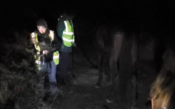 Domestic emaciated horse found on Bush Highway! Does anyone know her?