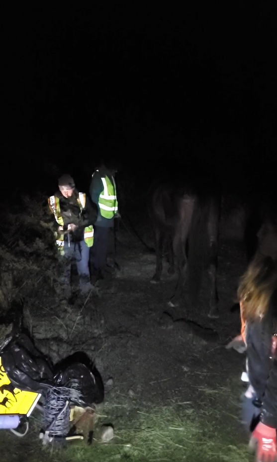 Domestic emaciated horse found on Bush Highway! Does anyone know her?