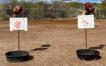 Who do think our SRWHMG rescues will pick to win the Super Bowl?