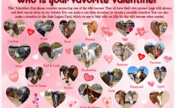 Today is 💘Valentine’s Day 💘