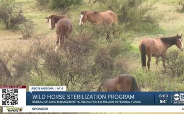 ABC15 Arizona:  Wild horse, burro advocates share concern over BLM population control plans