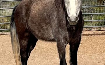 Today we 🎉celebrate 🎉 Fynn’s 5th birthday!