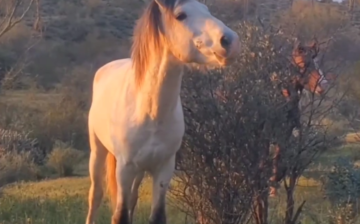 Counting our blessings; the Salt River wild horses.