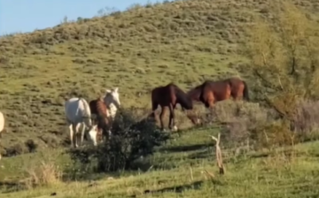 Please share this for the horses, as real time proof of the false claims.