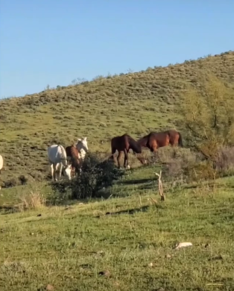 Please share this for the horses, as real time proof of the false claims.