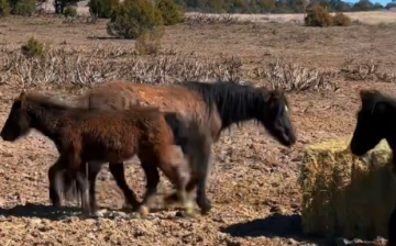 Update from Nirvana Mustang Sanctuary